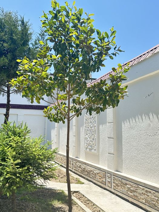 2ta Mangoliya sotiladi