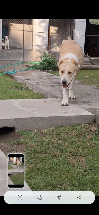 Продаже сука илитных кровей