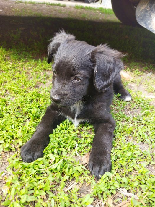 Щенки в хорошие руки