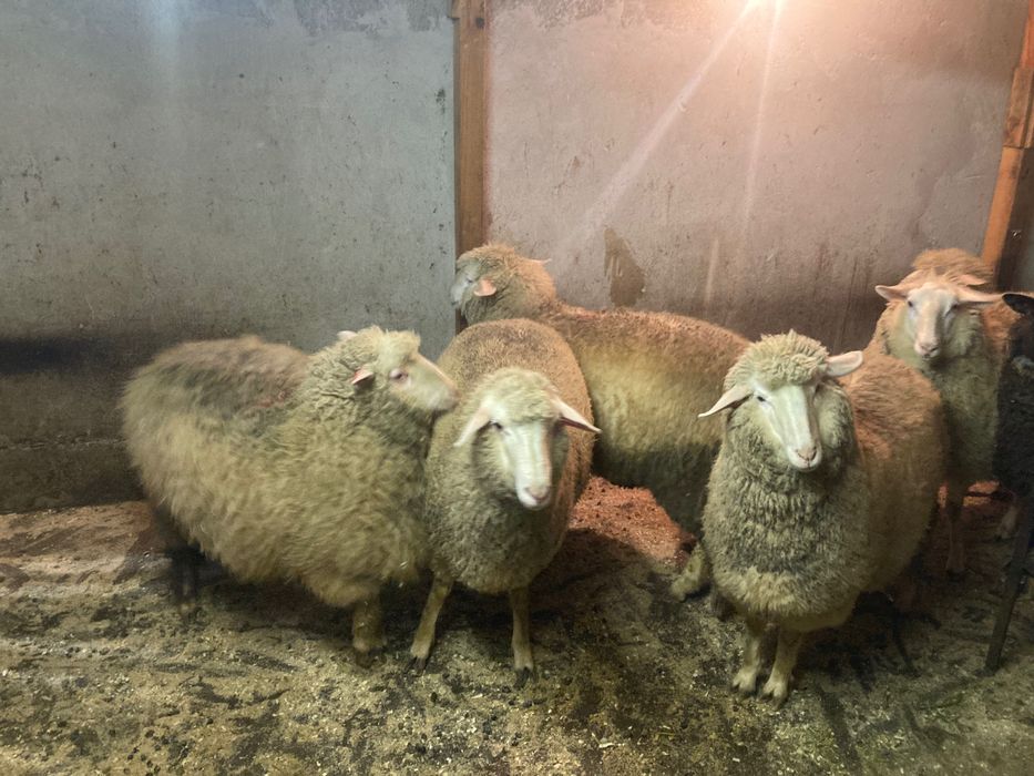 8 заплодени дзвиски