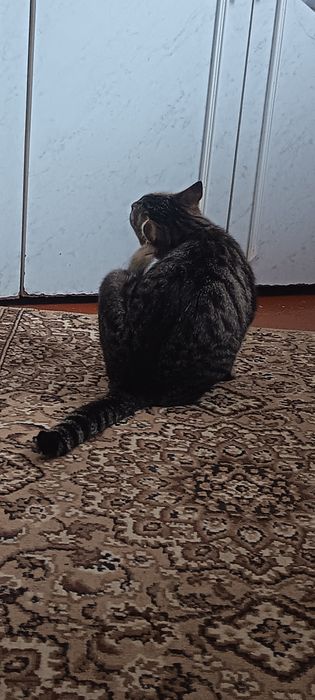 Отдам кошечку в хорошие руки