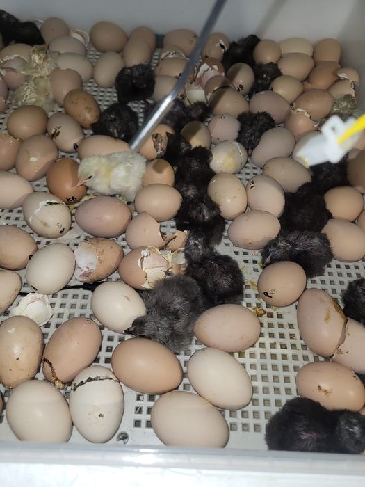 Pui si oua din  rasa Brahma HD,albastru,potarnichiu si Plymouth rock b