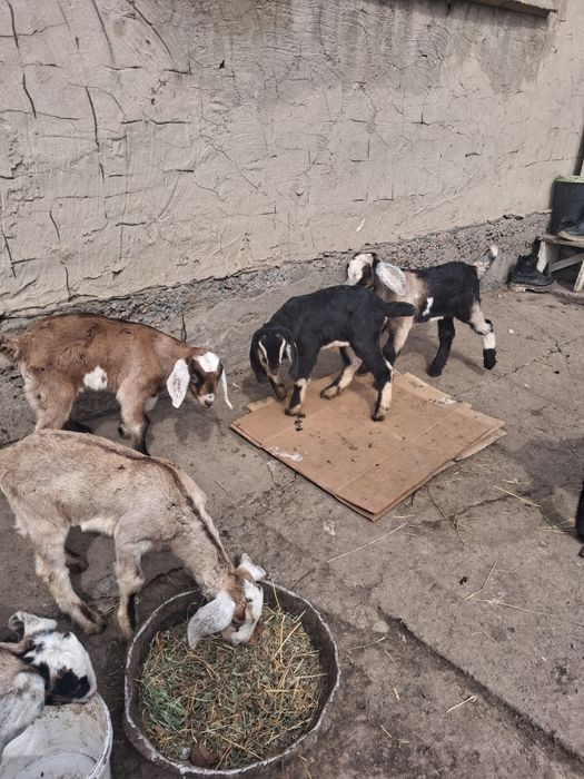 Нубиски лақтар сатылады