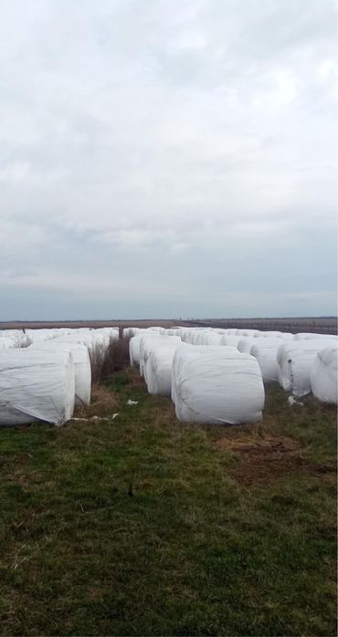 Vand baloti lucerna infoliati