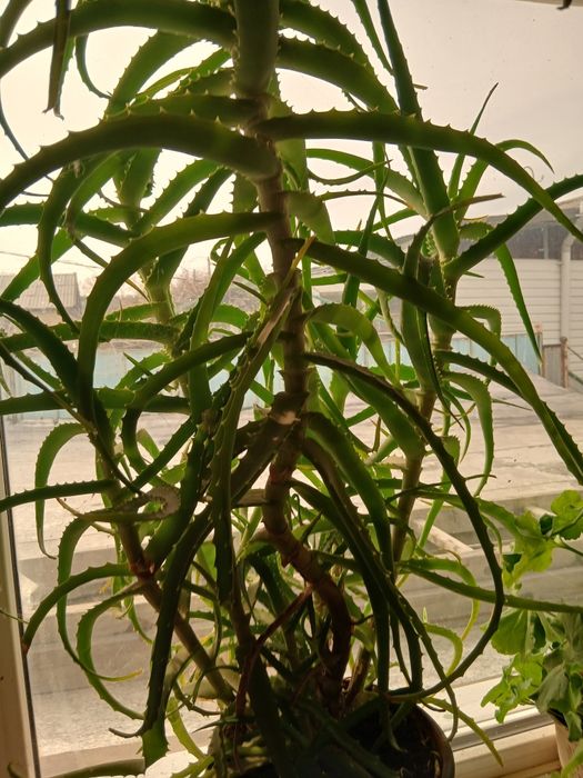 Многолетний лекарственный алоэ