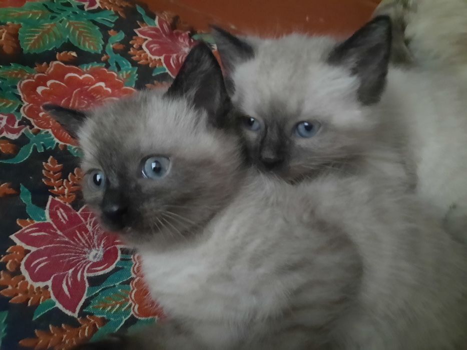 Сиамские котята прод.