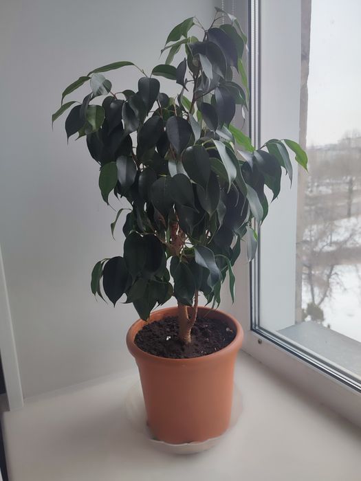 Продам фикус Бенжамина