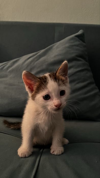 Котенок мальчик