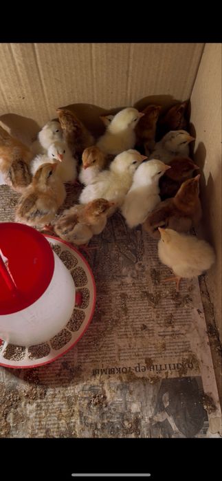 Балапандар сатылады