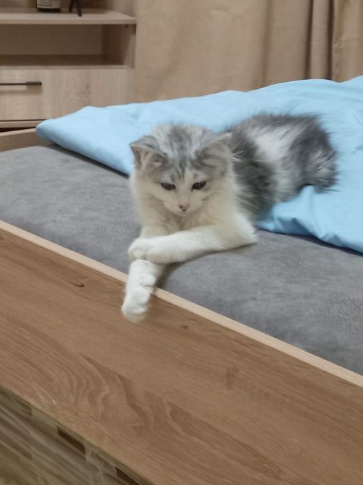 Котята  отдам даром