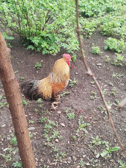 Продам молодых петухов