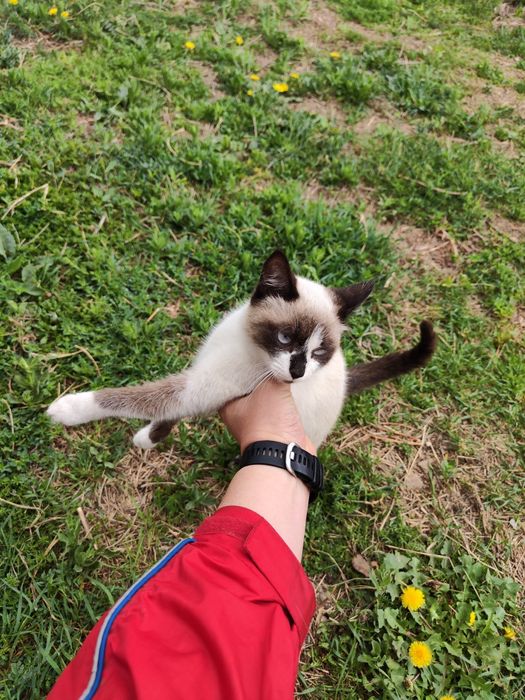 Продается беременная кошка