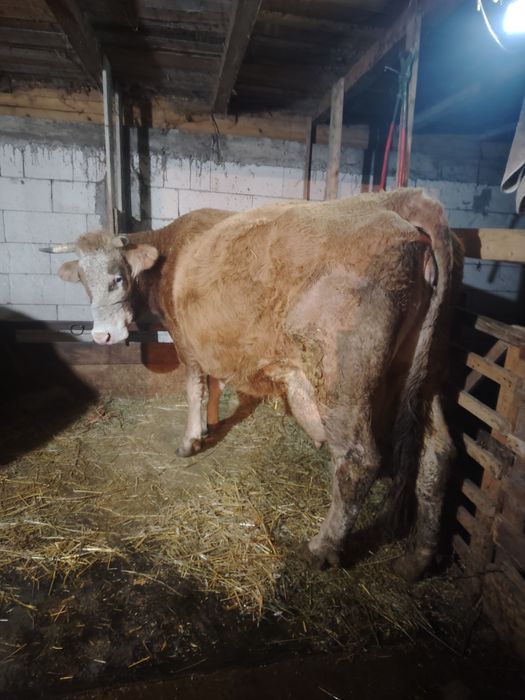 Vând vacă gestantă