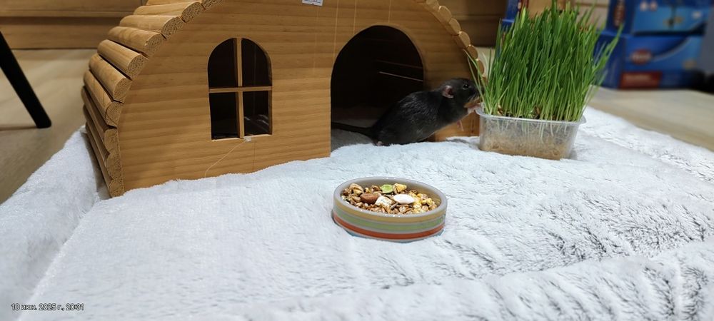 Крыса малыш,крысы,крыски