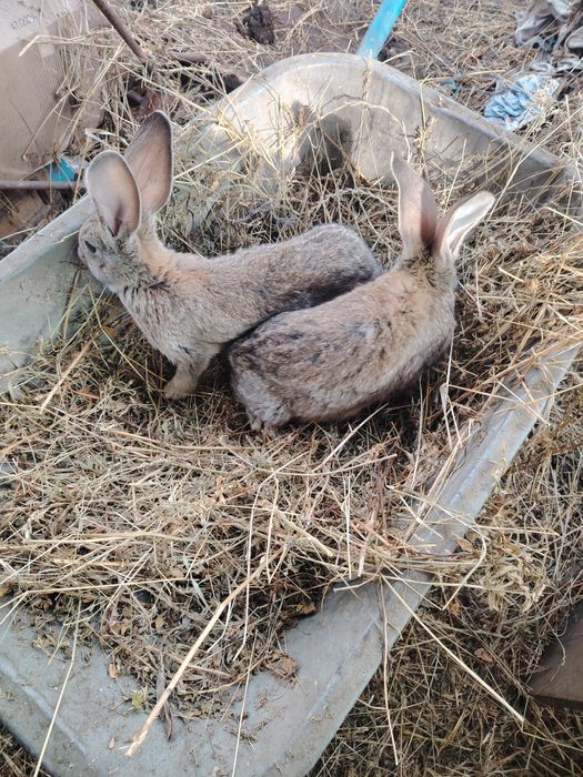 Iepurasi urias german