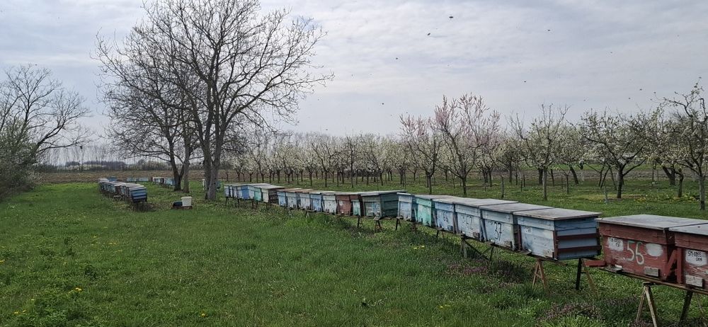 Vând familii de albine