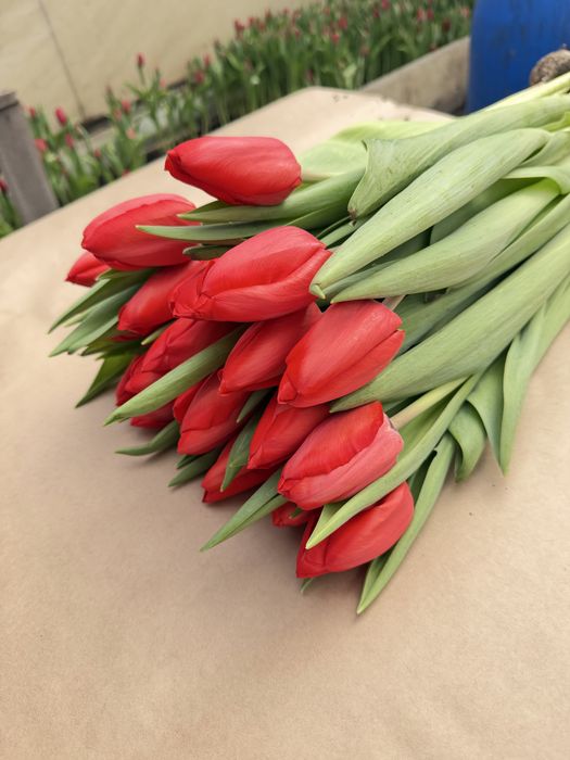 Голландские тюльпаны