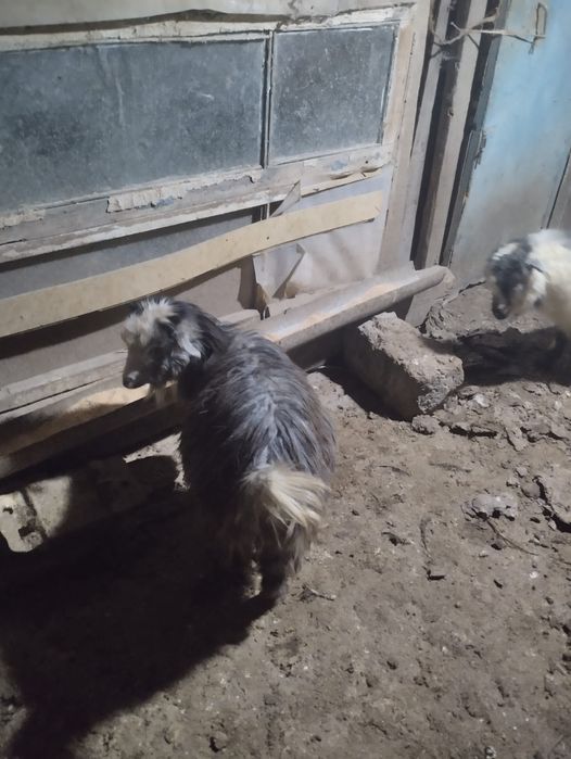 Продам козлят, девочки