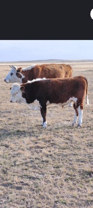 Патсос сатам 350000т