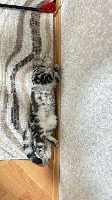 Кот британец 1 год