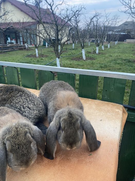 Vand iepuri berbec german