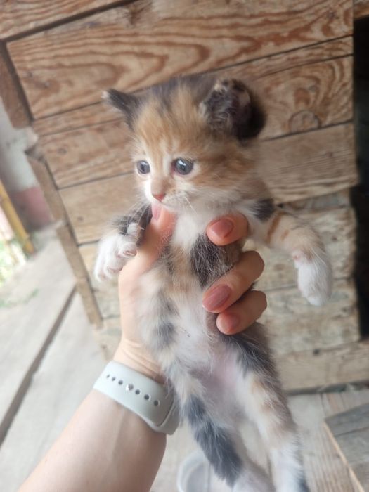 Отдам милых котяток
