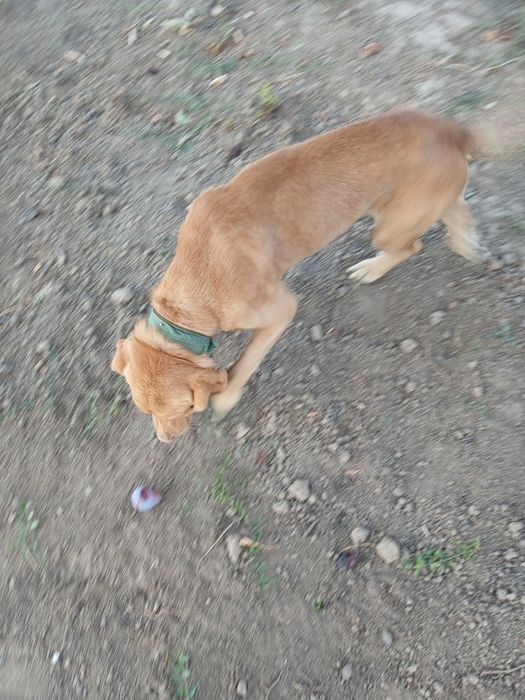 Cățel spre adopție