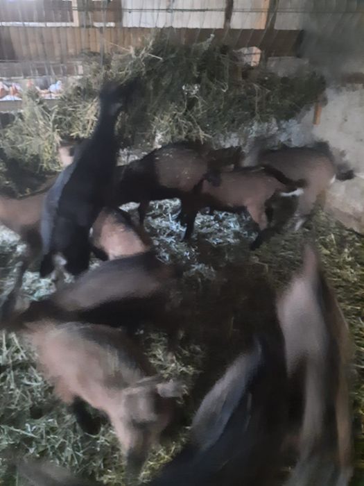 Iezi masculi rasă alpin francez