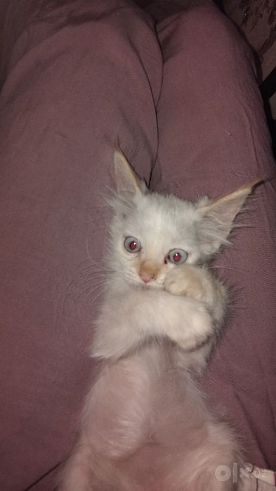 Отдам даром котёнок