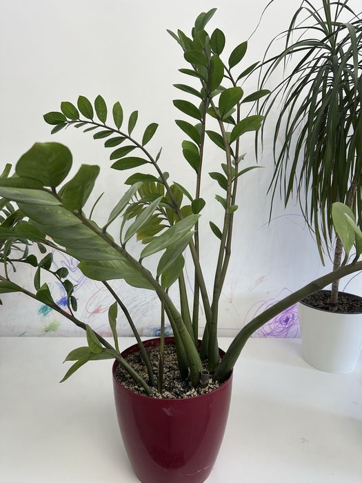 Продам комнатные цветы