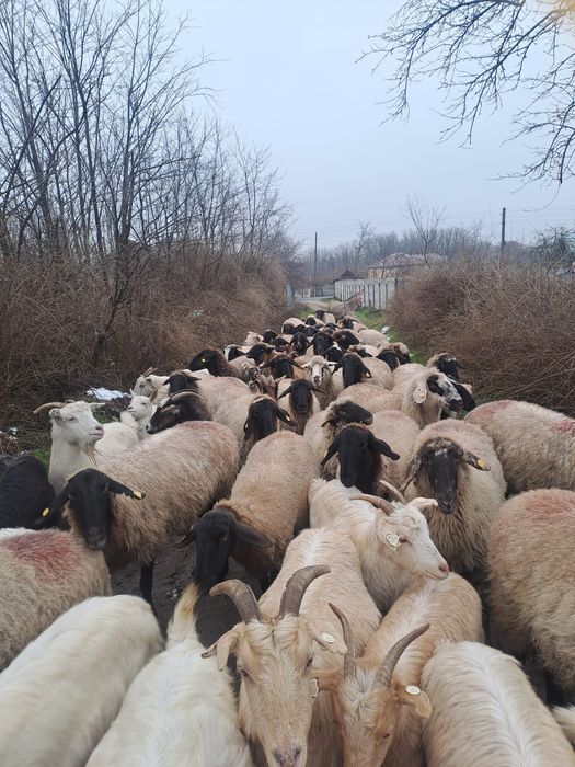 Vand oi tinere bulgaresti