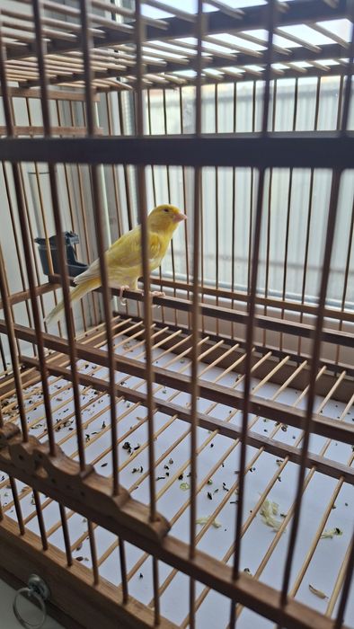 Продаю кенара, самец 11 месяцев