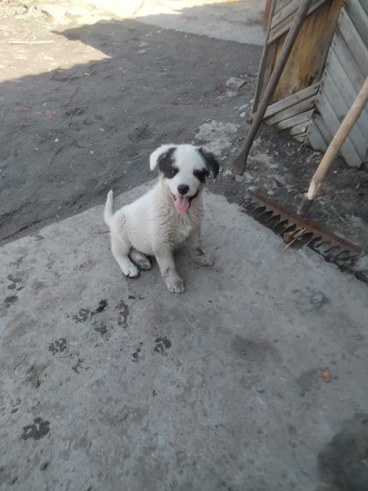 Отдам щенка в добрые руки