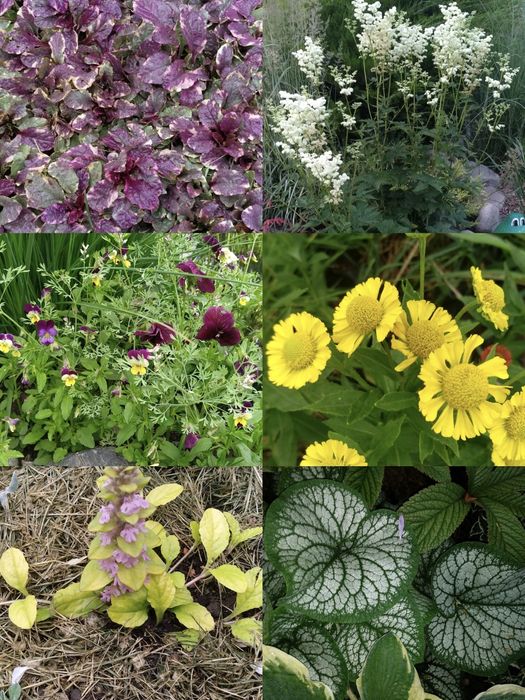 Разные растения в наличии