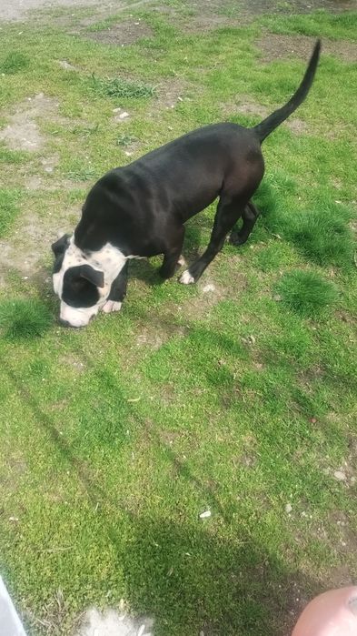 Mascul Amstaff Junior