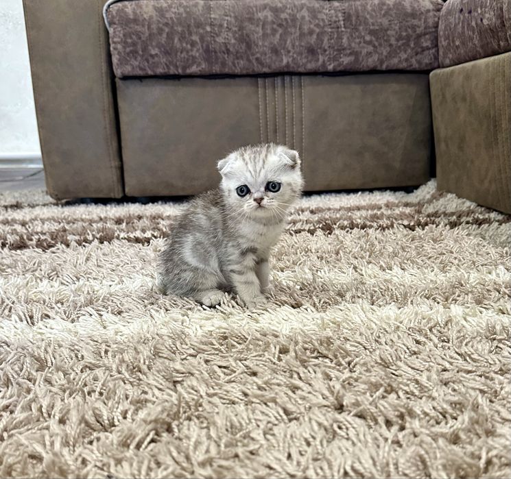 Котята шотландские вислоухие