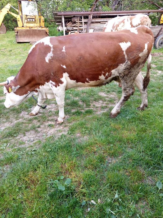 Vand vaca Baltata Romaneasca