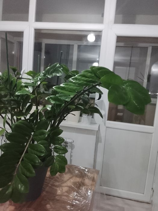 Замиокулькас ( Долларовое дерево)