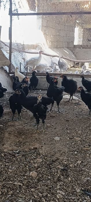 "Qora shaxzoda" joʻjalari,arzon narxda 2-3 oylik