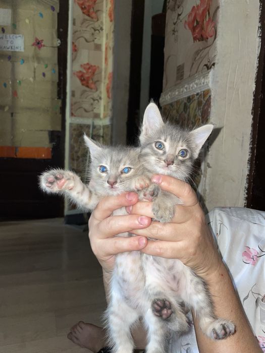 Отдам котят в добрые руки!