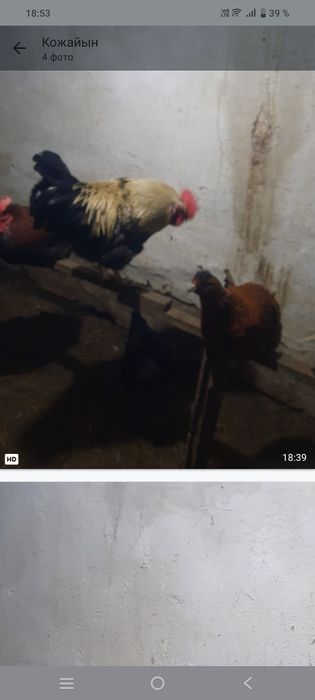 Атеш сатылады жас