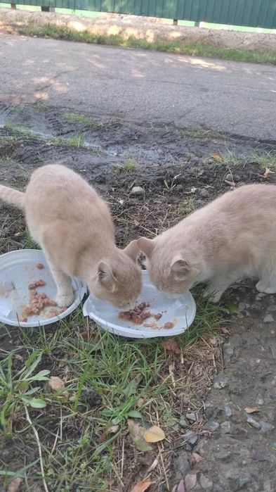 Отдаю кошечку в хорошие руки