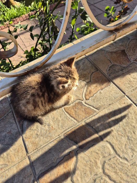 Котёнок,  девочка