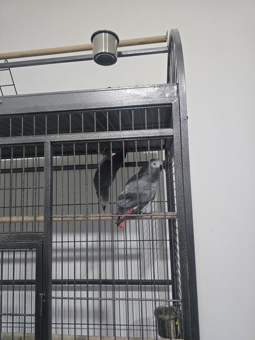 Жако тутикуш сотилади бир пара