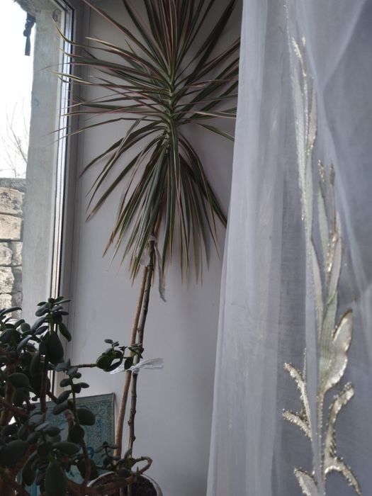 Пальма высокая красивая.