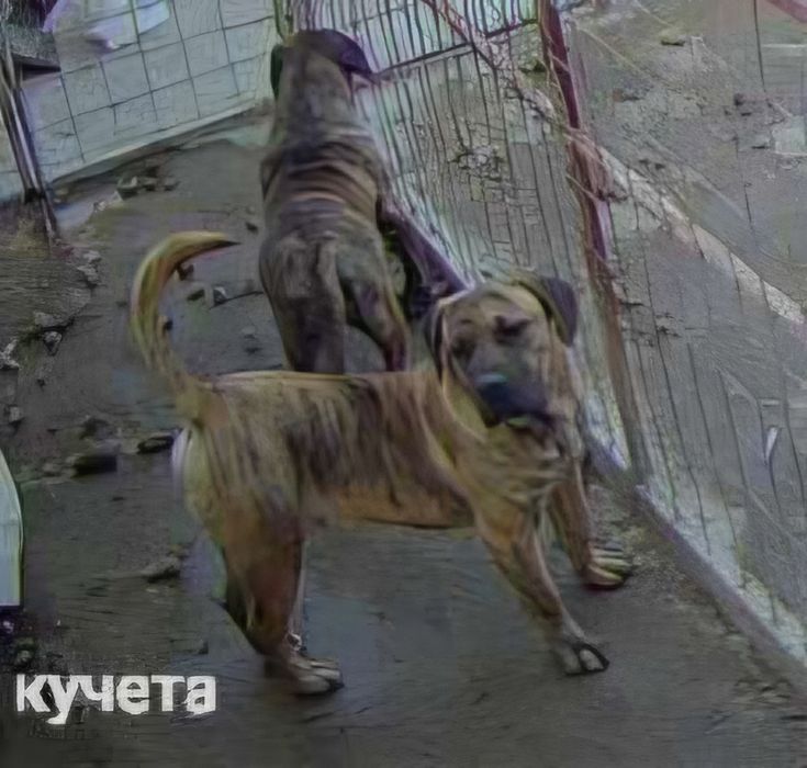 Куче Dogo Canario