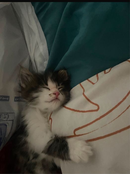 Котенок девочка 1 месяц