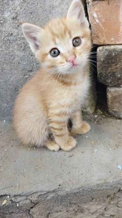 котята в дар г.Шу