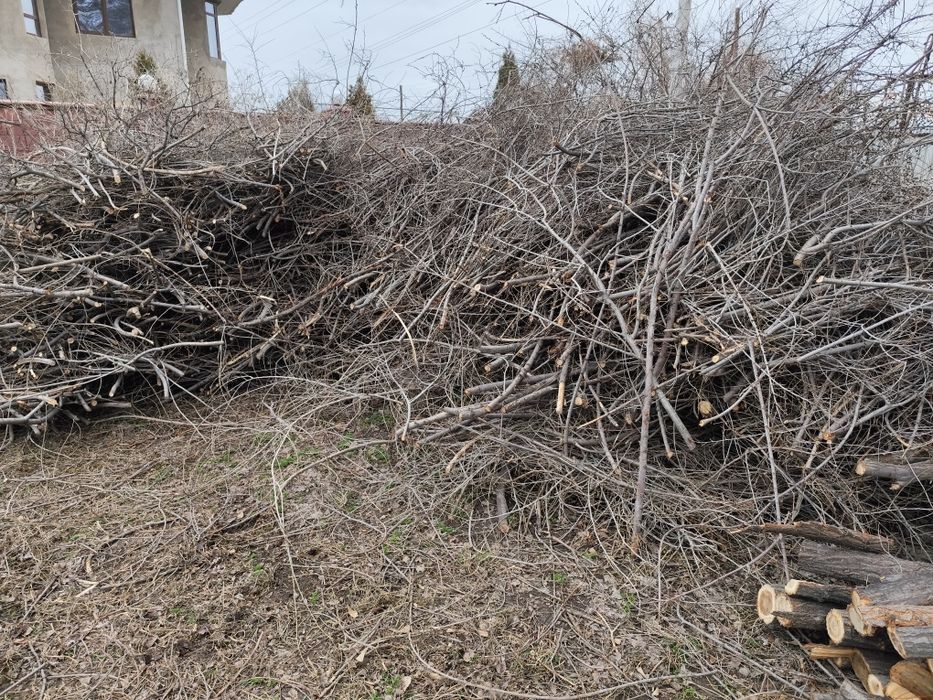 Ветки отдам бесплатно