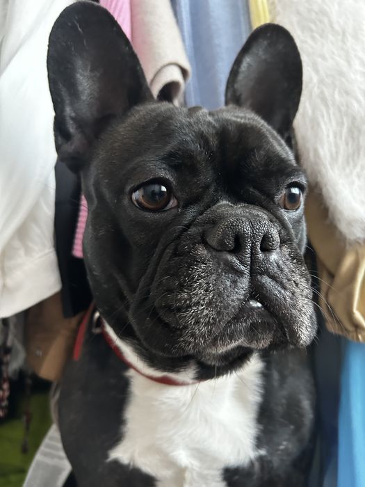 Adoptie Buldog francez